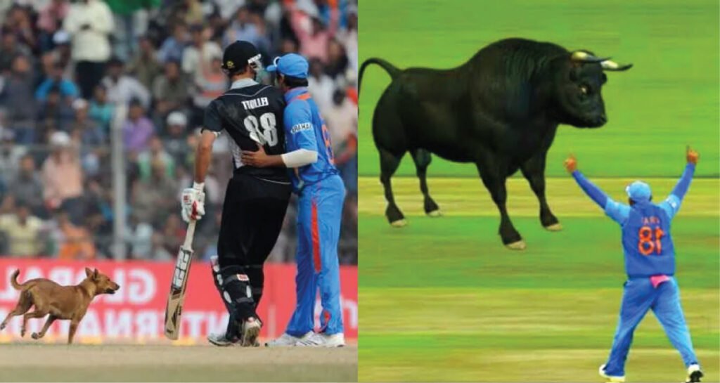 Unexpected Guest: Animals Interrupting Matches cricket